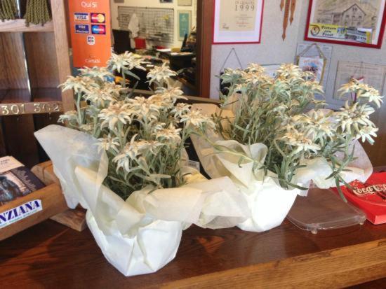 甘智亚娜酒店 帕苏·斯泰尔维奥 外观 照片